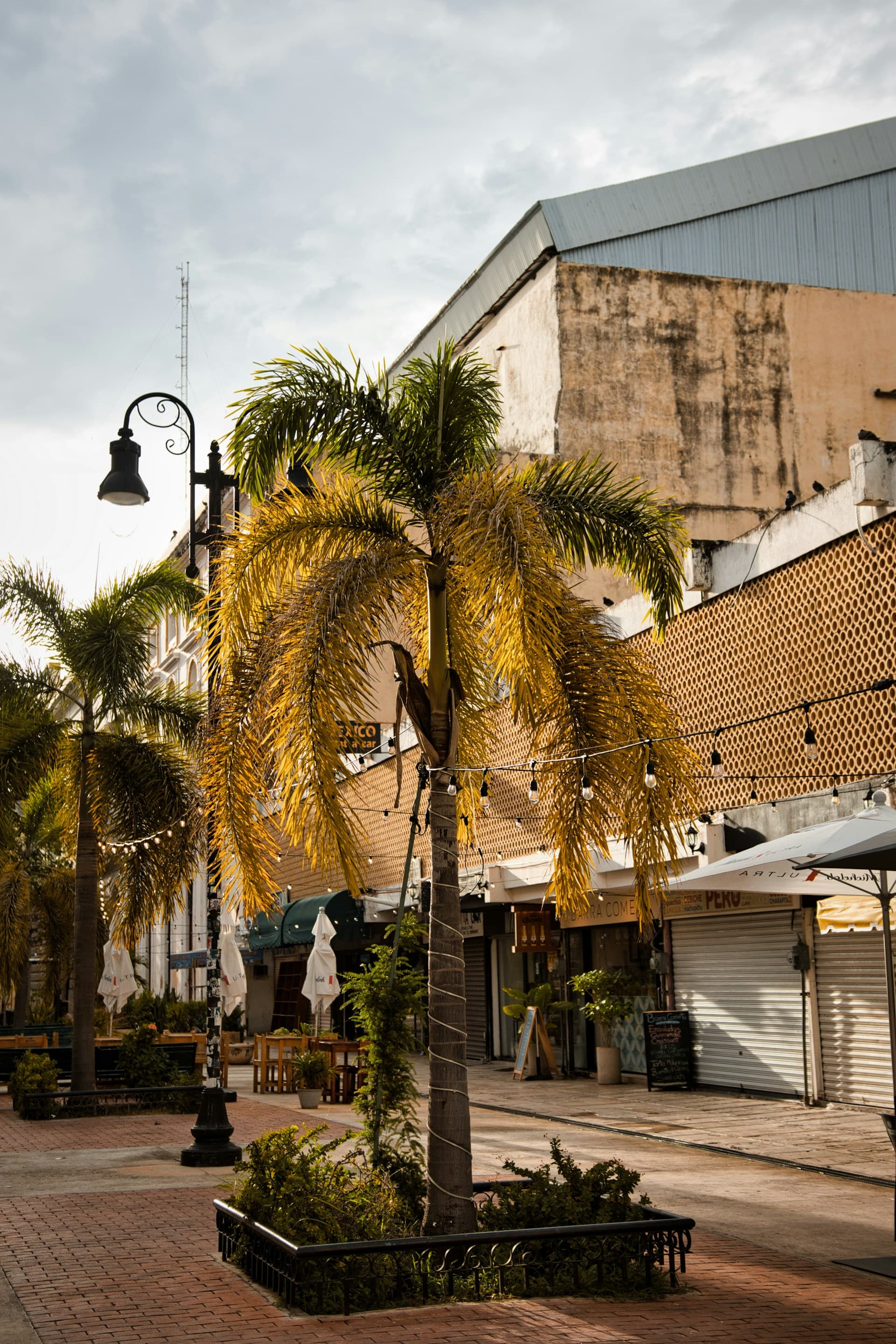 Zona de restaurantes y palmeras en Mérida